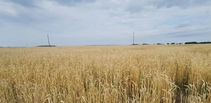    Красноярские растениеводы и производители молока получат дополнительное финансирование