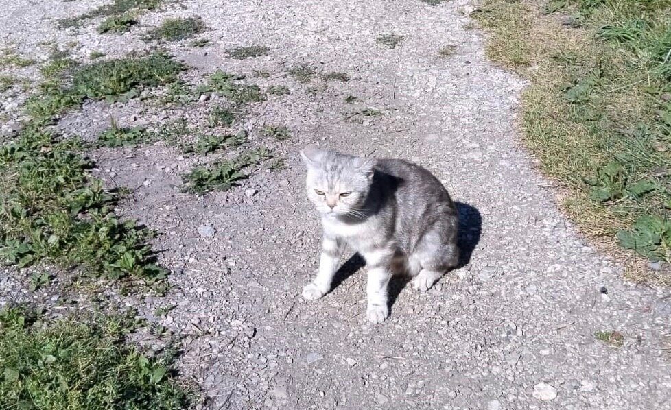 Весной кошка была выпушена на садовом участке. С тех пор хозяйка о ней не вспоминала