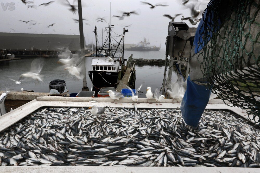 Фото: fish.gov.ru