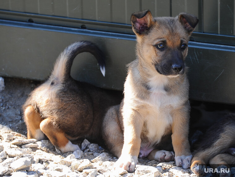    Щенят вызволили из рук повара на рынке Челябинска