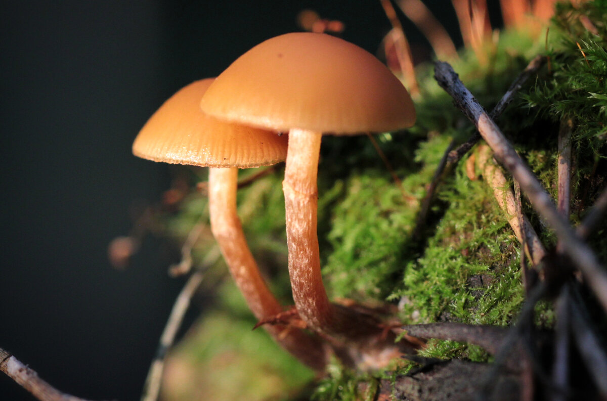 Фото автора канала  " Удивительный мир живой природы " на фото: Галерина окаймленная