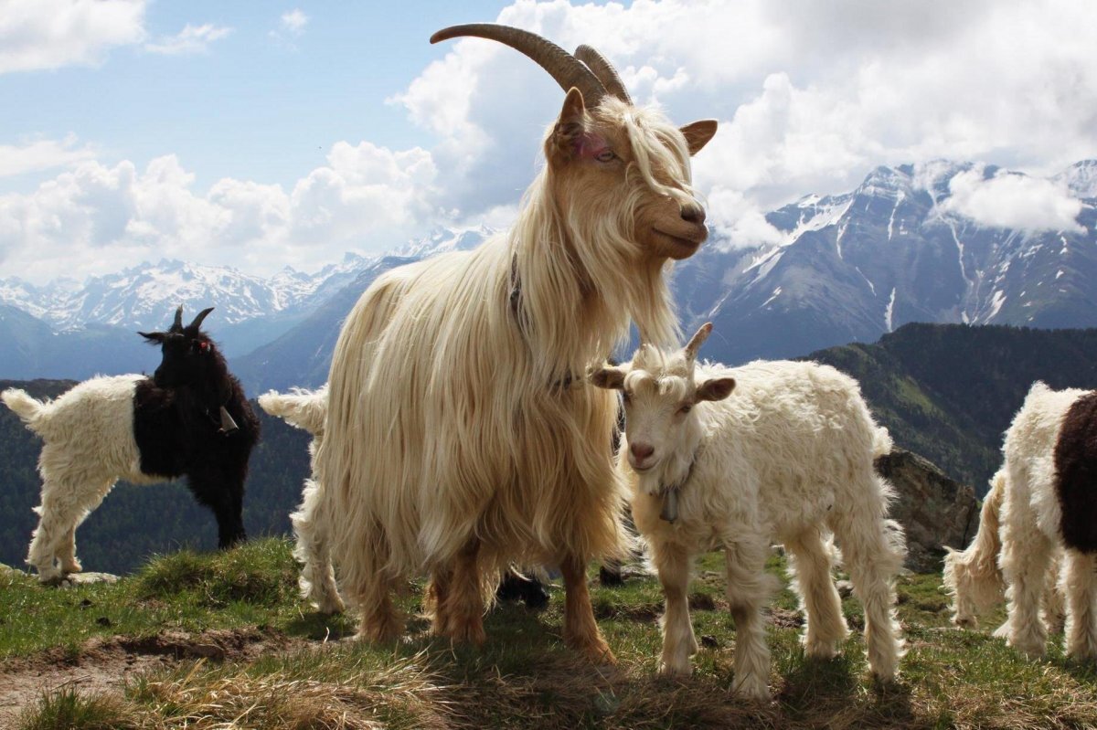 Кашмирские козы обитают в суровых условиях северных регионов Китая, Монголии и Непала