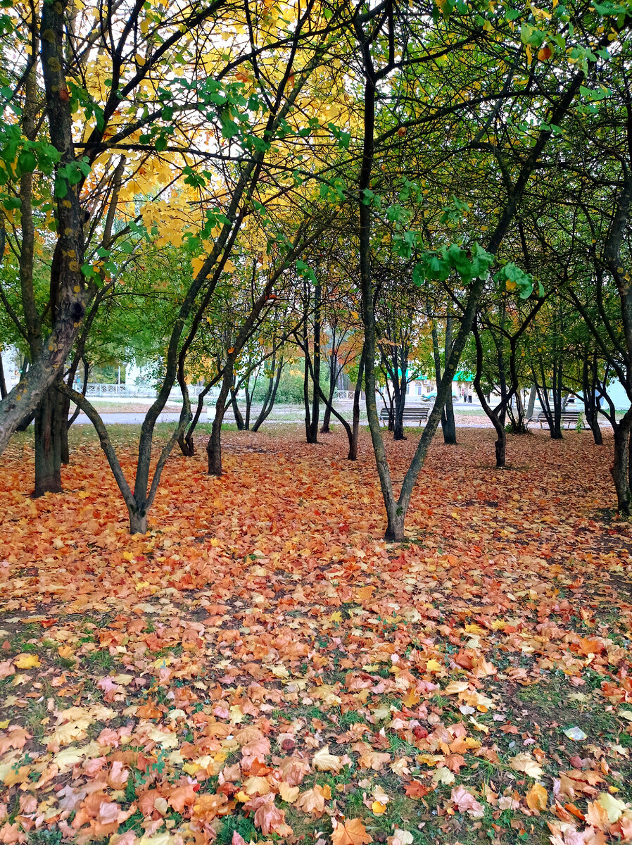 Как красочно с осенним ковром. Фото личное