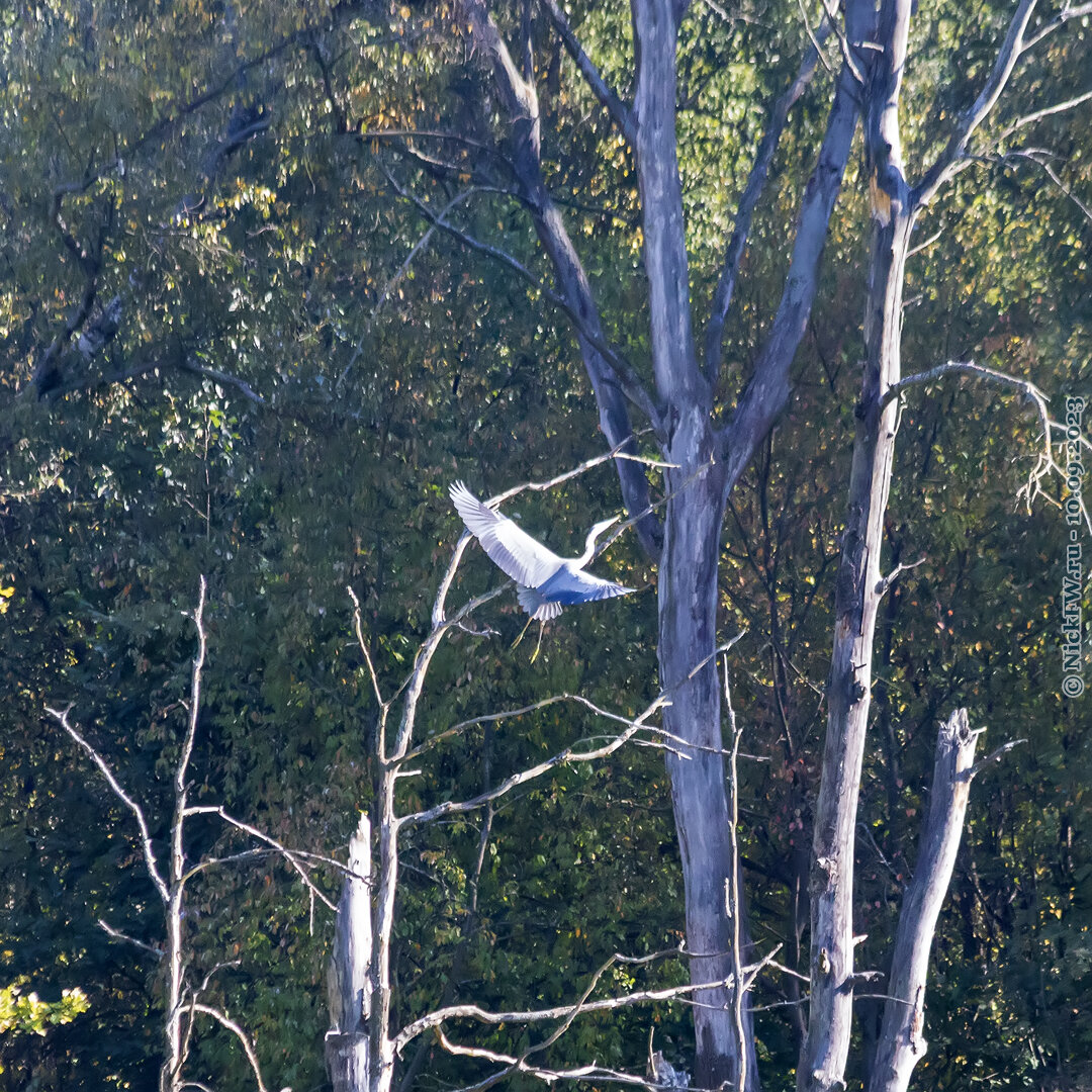 2.1. Серая цапля "раскадровка парковки на ветку" © NickFW.ru — 10.09.2023г.