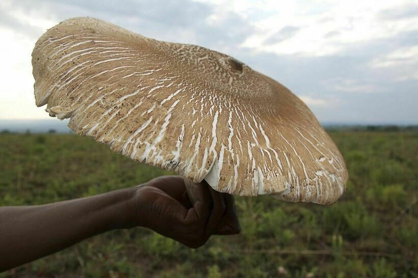 Самый большой гриб в мире фото книга рекордов