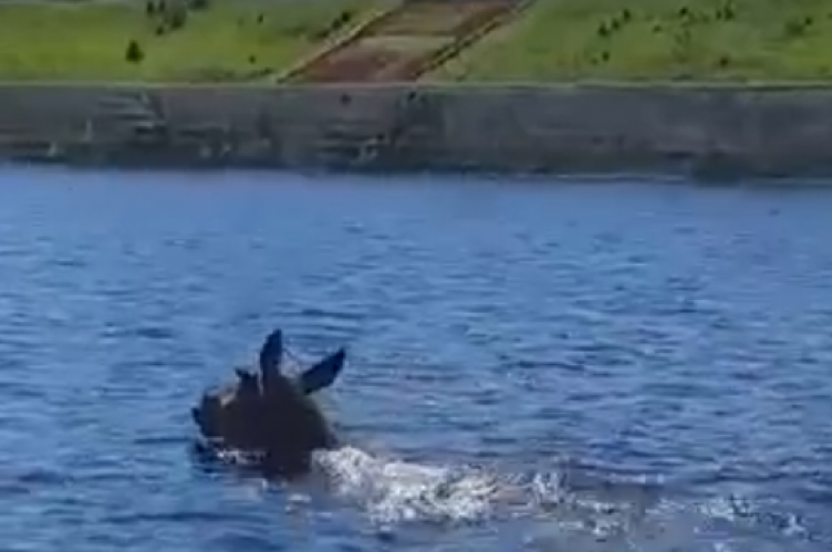    На видео попал лось, плывущий по Волге в самом центре Твери