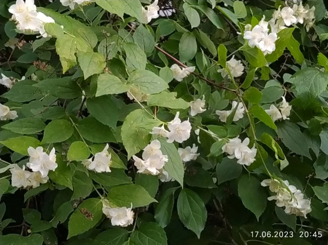 Чубушник | кустарники | Фото автора 