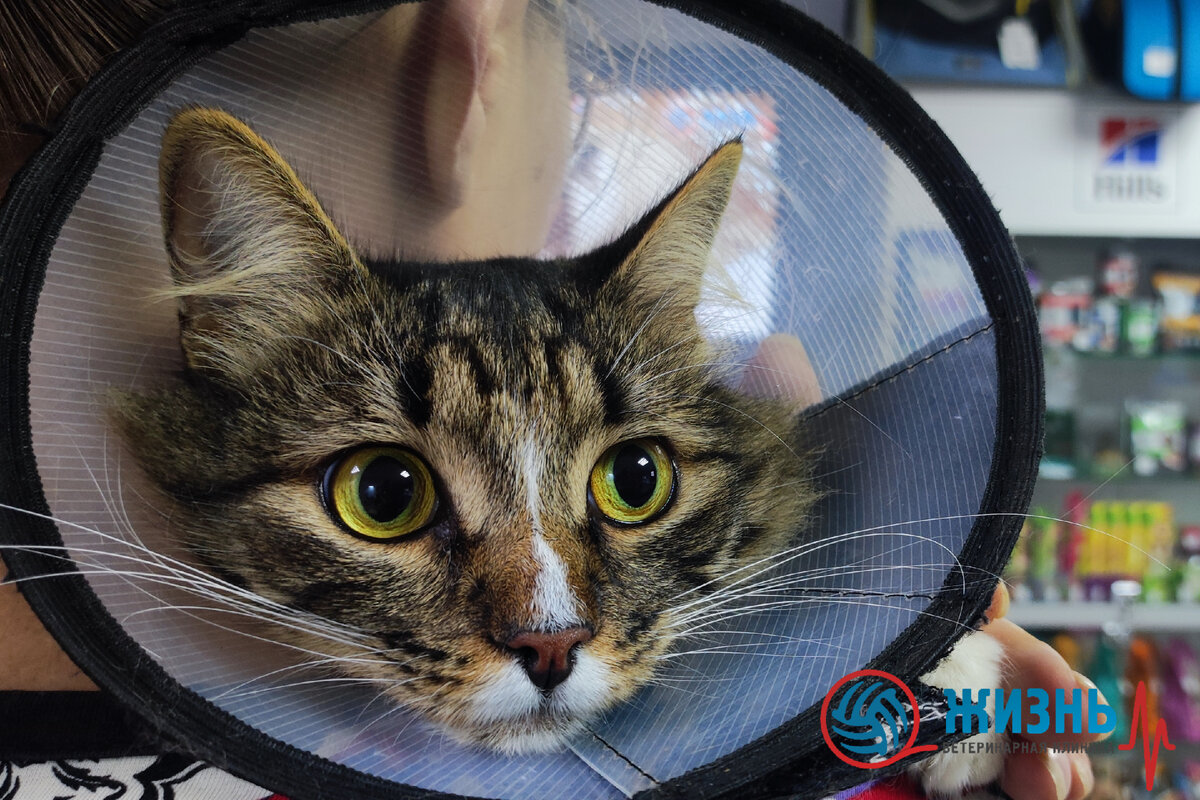 Кошка после осмотра ветеринарного врача ортопеда Турковой Татьяны Григорьевны в ветеринарной клинике в Калуге "Жизнь".