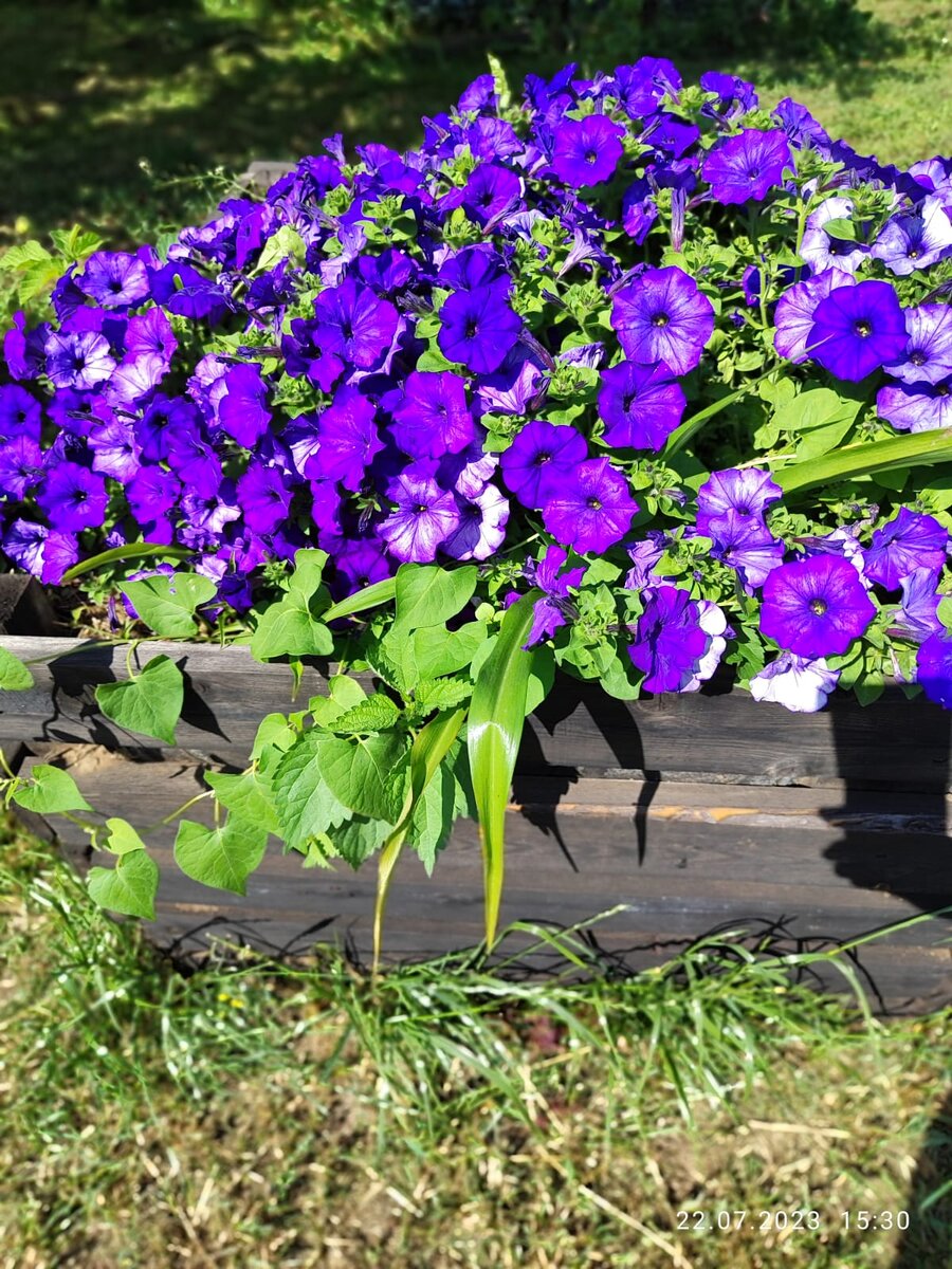 Петуния Водопадия синяя