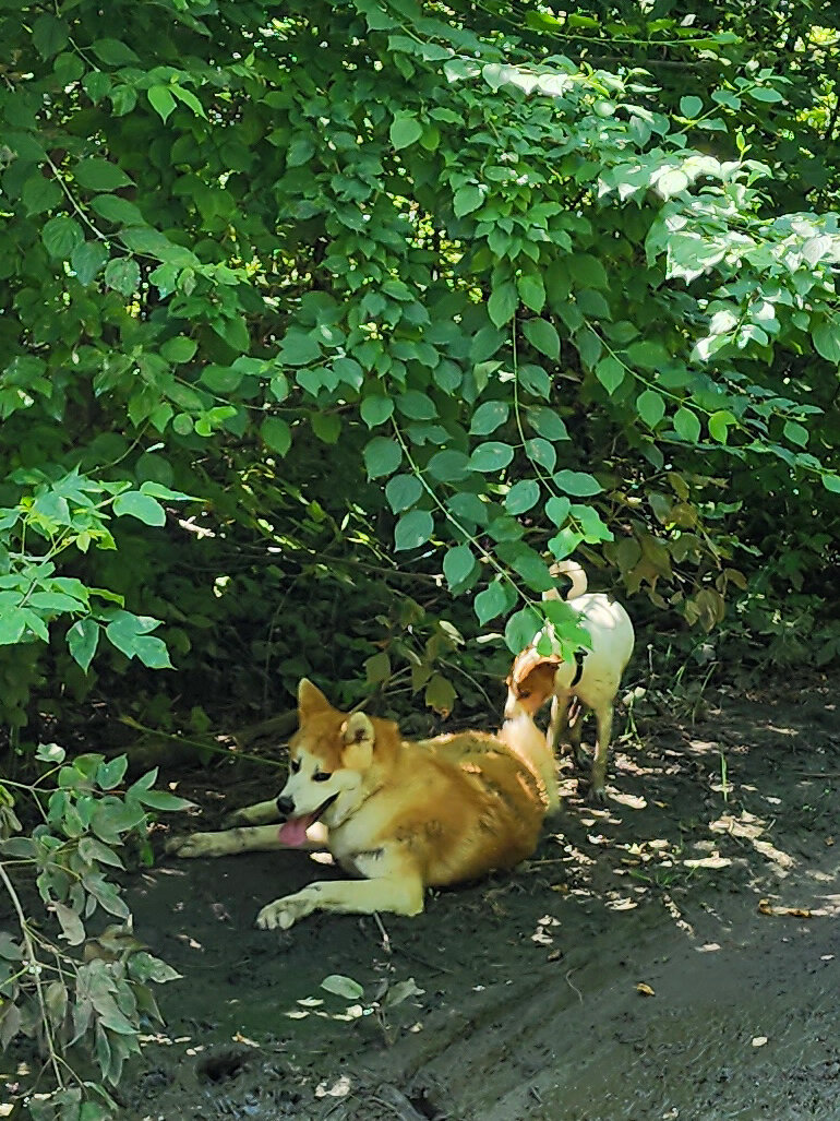 Немного гряззевых ванн, в жаркое утро