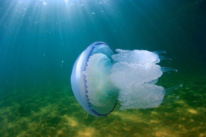 Нашествие медуз в Азовском море и Таганрогском заливе – не редкость. Это ежегодное явление, связанное с сильным осолонением водоёма.