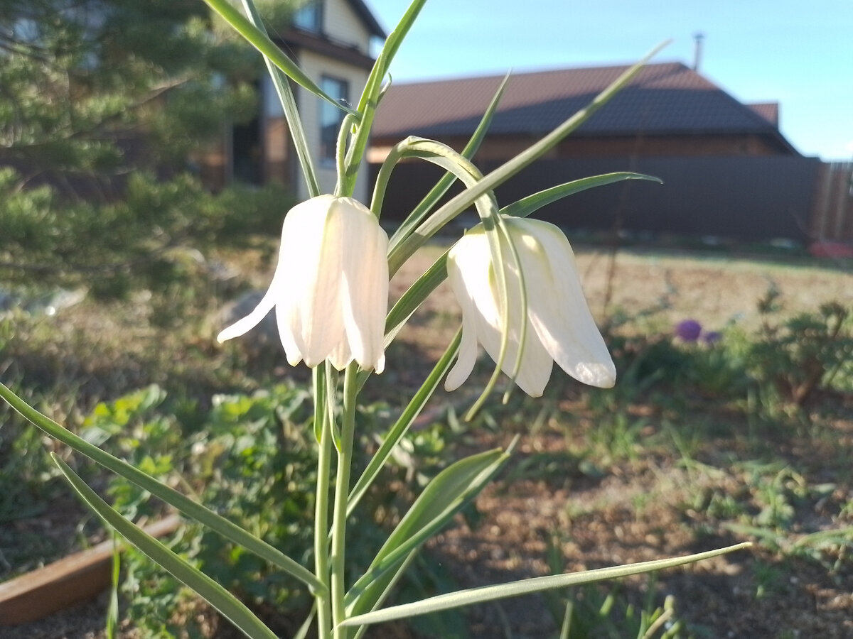 Зацвел рябчик