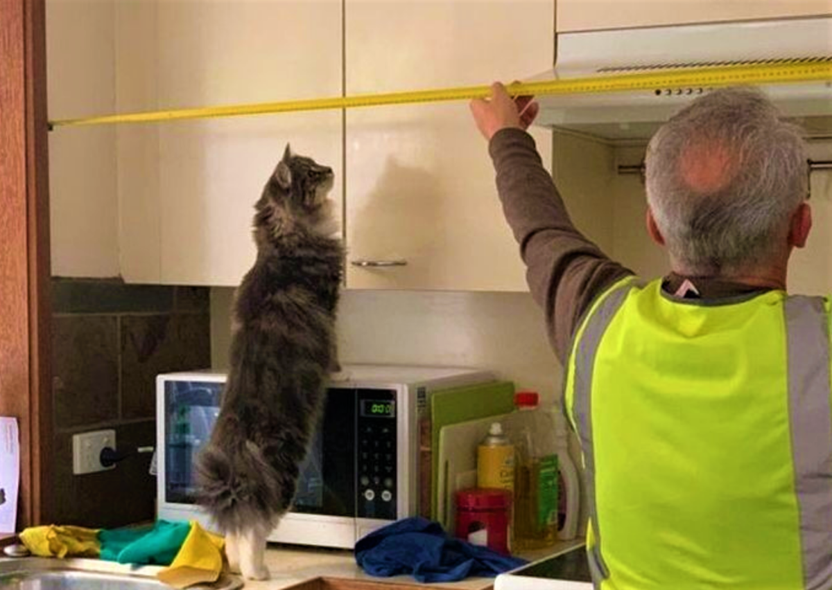 Кот который помогает. Коты помощники. кот по хозяйству. хозяйственная кошка. котик помощник.