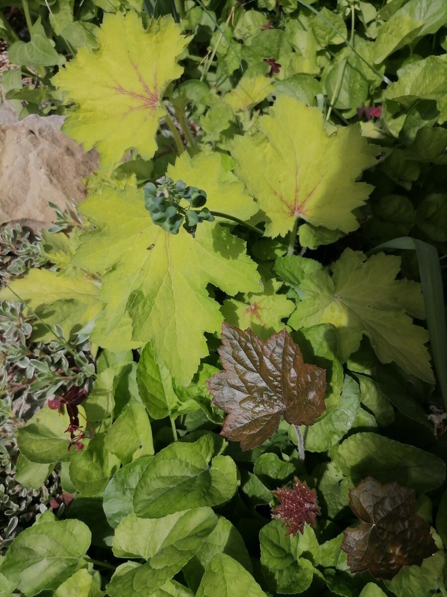 Пока ге**еры выбились в рост перегоняя друг друга. 