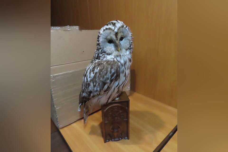    Чучела везли из Кирова в Алма-Аты в составе сборного груза