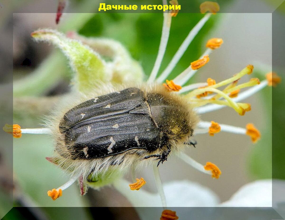 Средство от цветоеда на яблоне