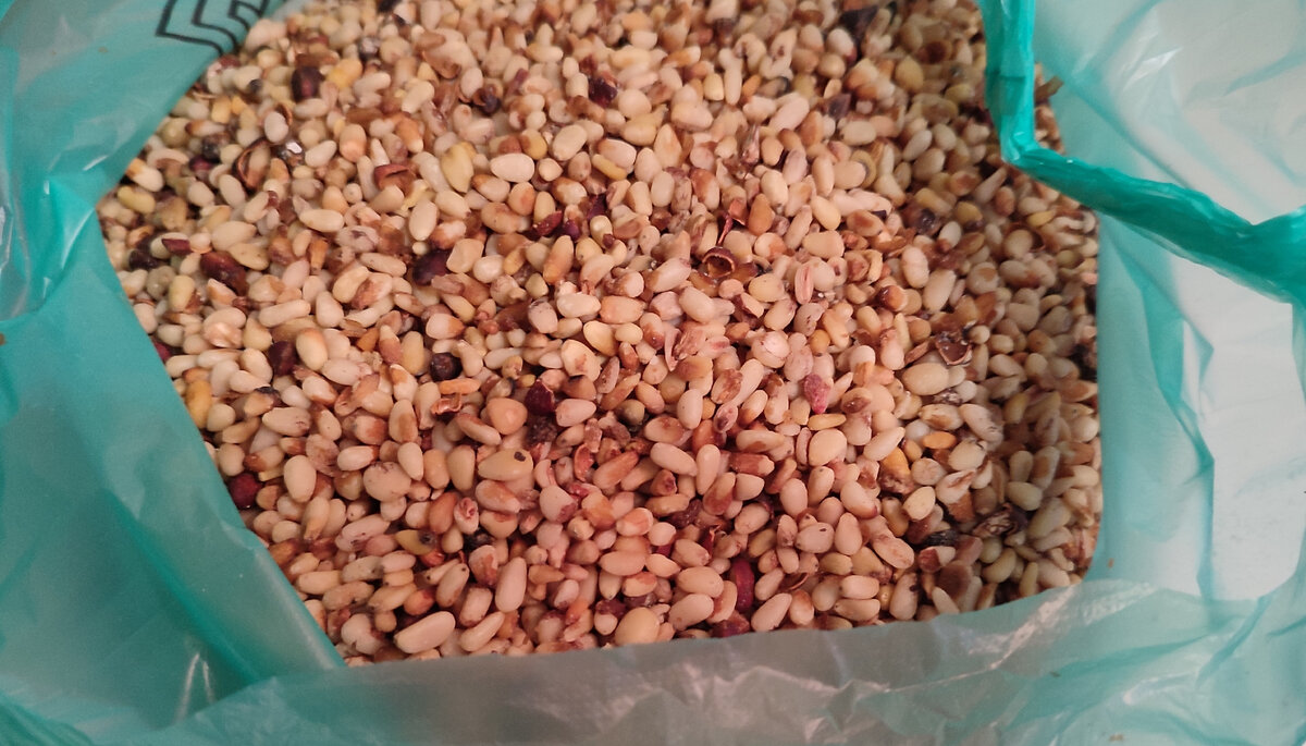 На первый взгляд, где-то 50℅ вполне хорошие орешки. 