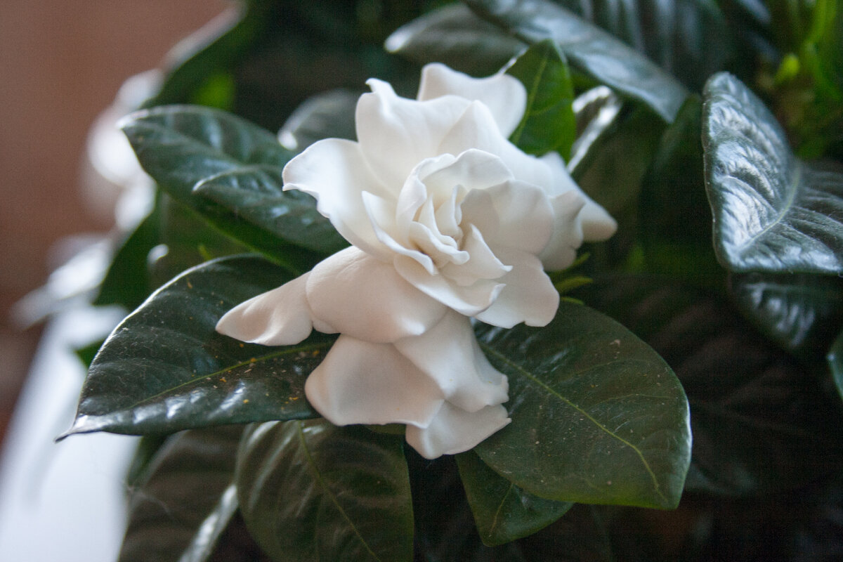 Gardenia jasminoides 'Kleim's Hardy' - Гардения жасминовидная - купить семена на Tropics Seeds.