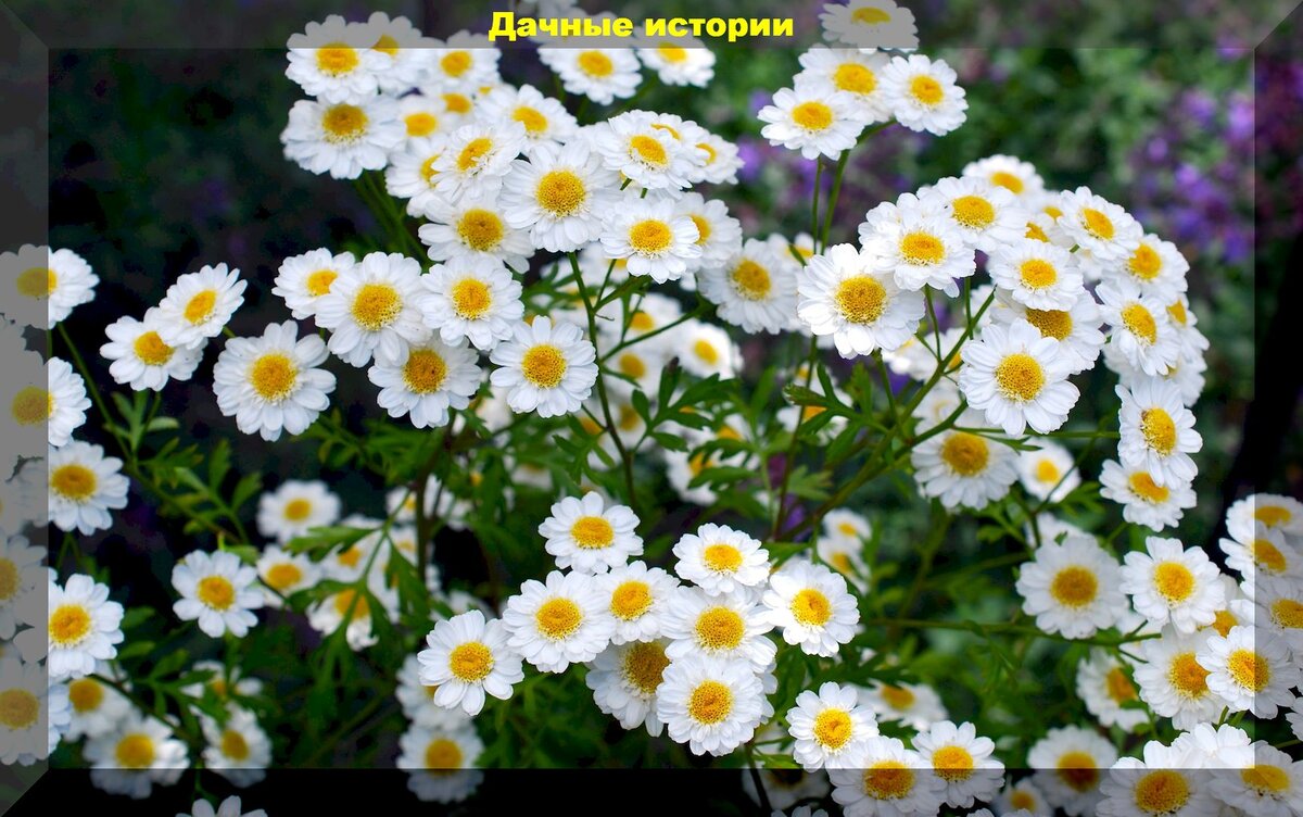 Матрикария фото цветов