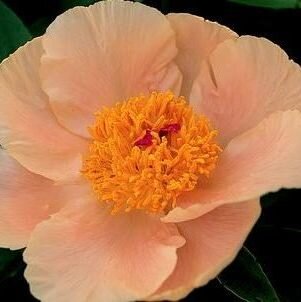 Apricot Whisper