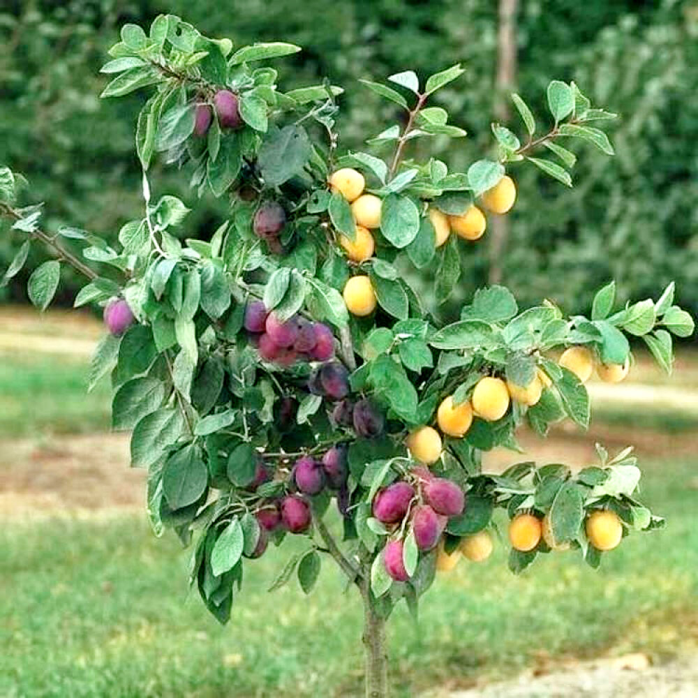 Фото плодовых деревьев с названиями