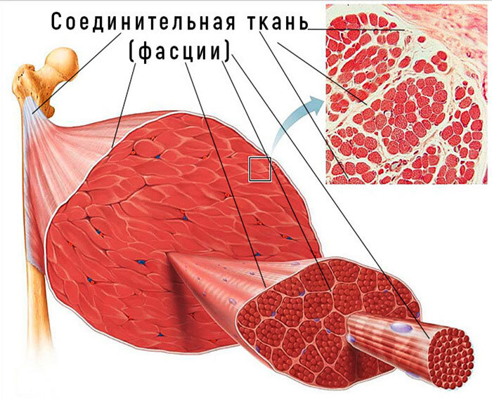 Фасция создает удивительный мягкий скелет нашего организма