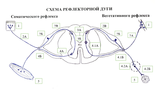 Рефлекс 2 порядка