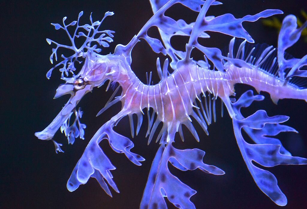 Pin by MacIntyre on Sea Horses & Dragons Sea dragon, Leafy sea dragon, Weedy sea