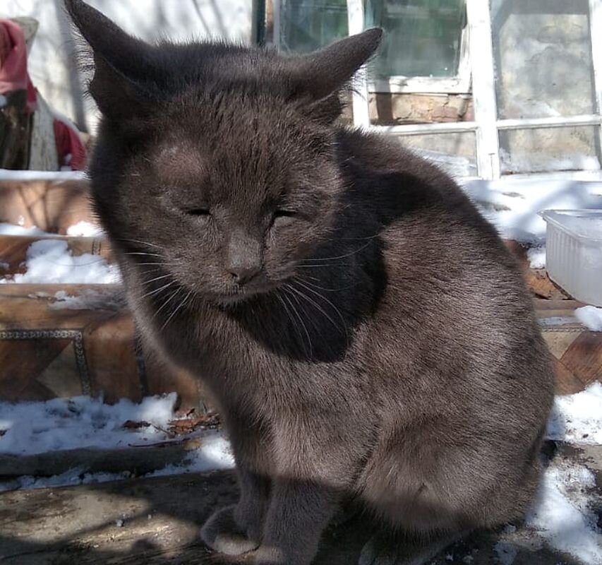 Кошка Муся по-прежнему ждет своих хозяев.  Фото: Наталья Романова