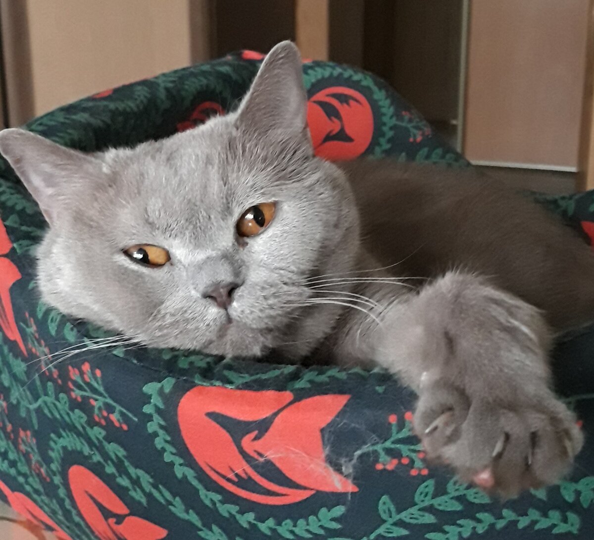 Лесли. Фото: Дядя Саша