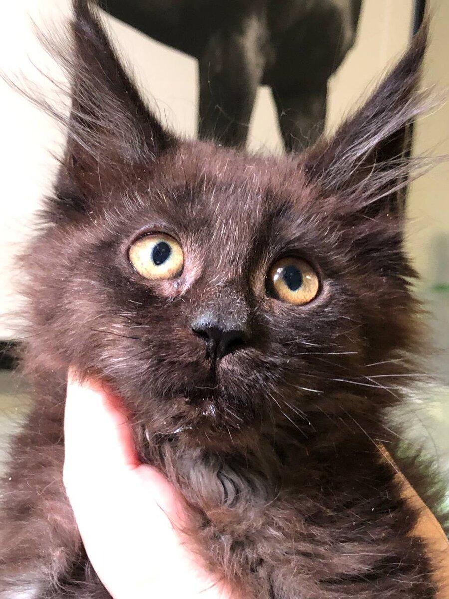 Постарше. Фото Мейн-куны из Kotoamatsukami