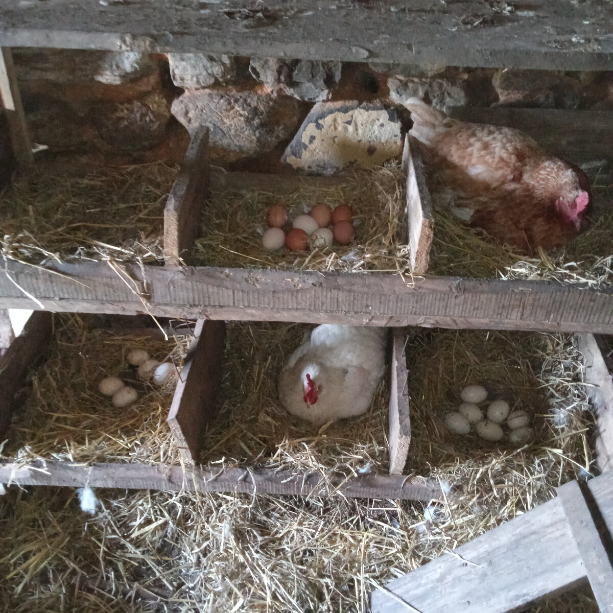 Гнезда для курей