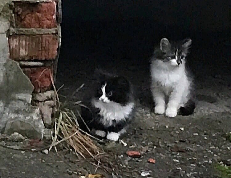 Два котёночка -первое потомство молодой кошки