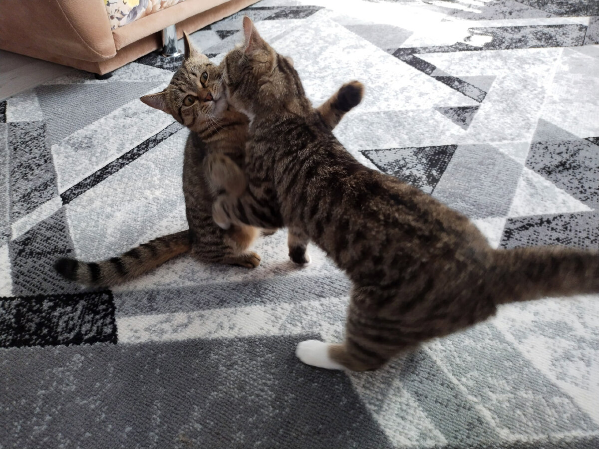 они точно не целуются