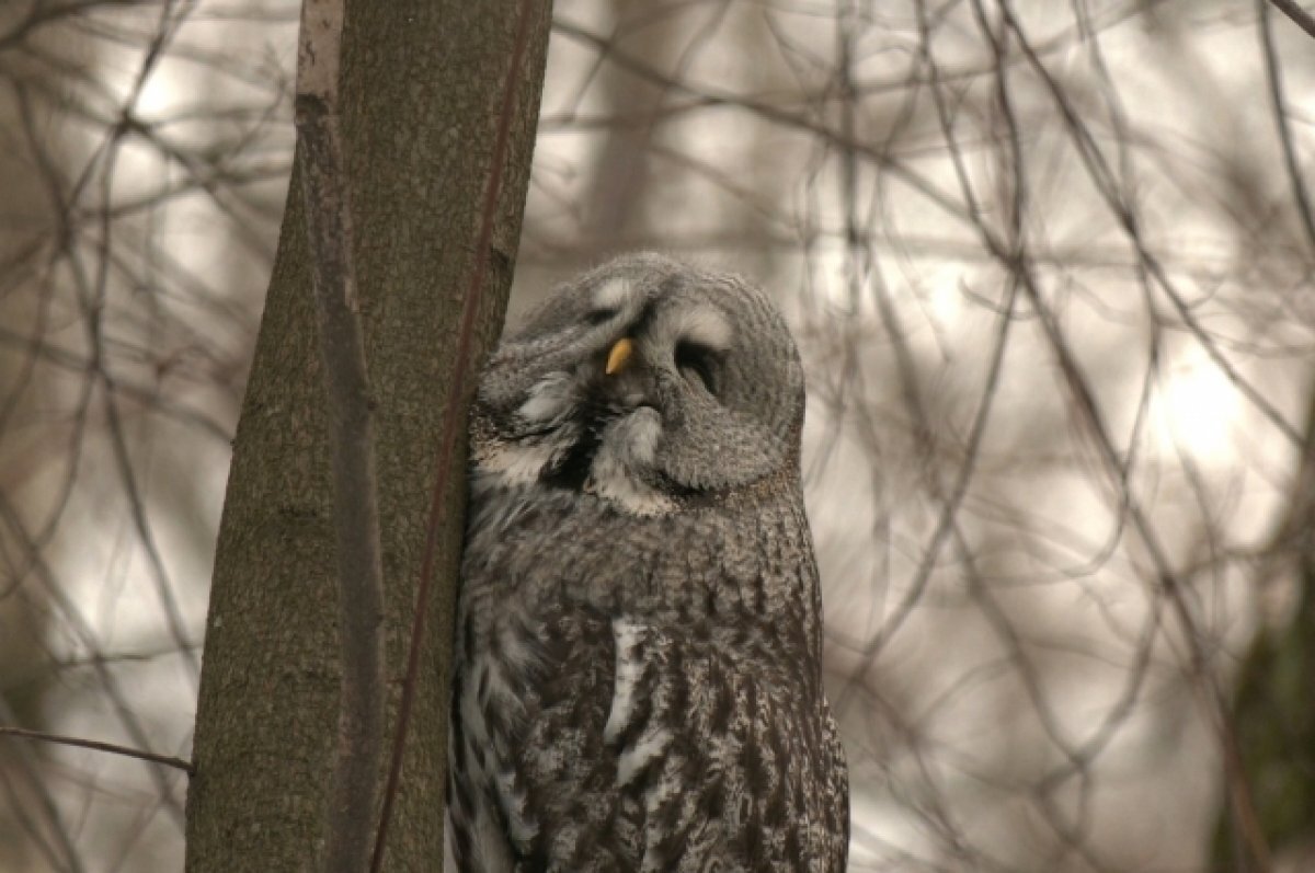    В Петербурге после лечения на волю выпустили краснокнижных сов