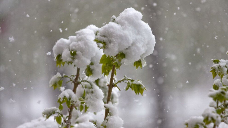     Снег весной. Михаил Хаустов