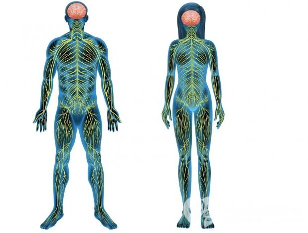 Факты об организме человека.