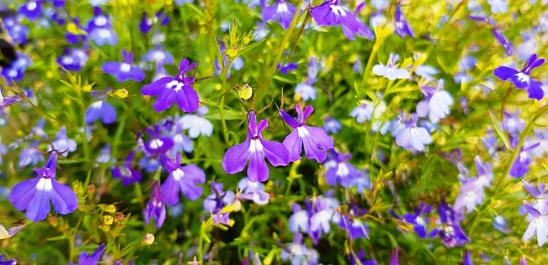    Лобелия в цвету