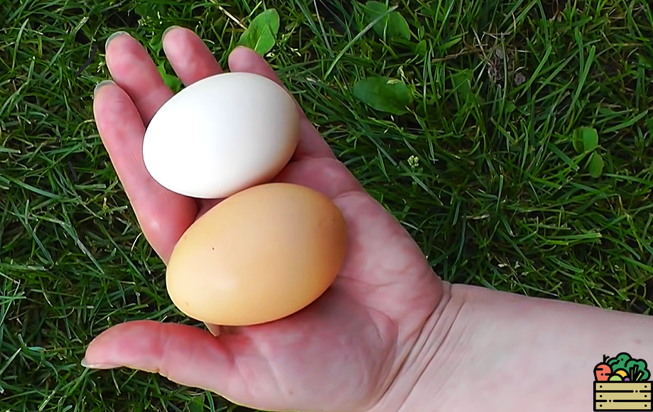 Ваши куры буду нести десятки яиц в сутки. Вот что им нужно подсыпать в корм (способ проверен опытными дачниками годами)