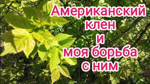 Американский клён. Как его вывести с участка?