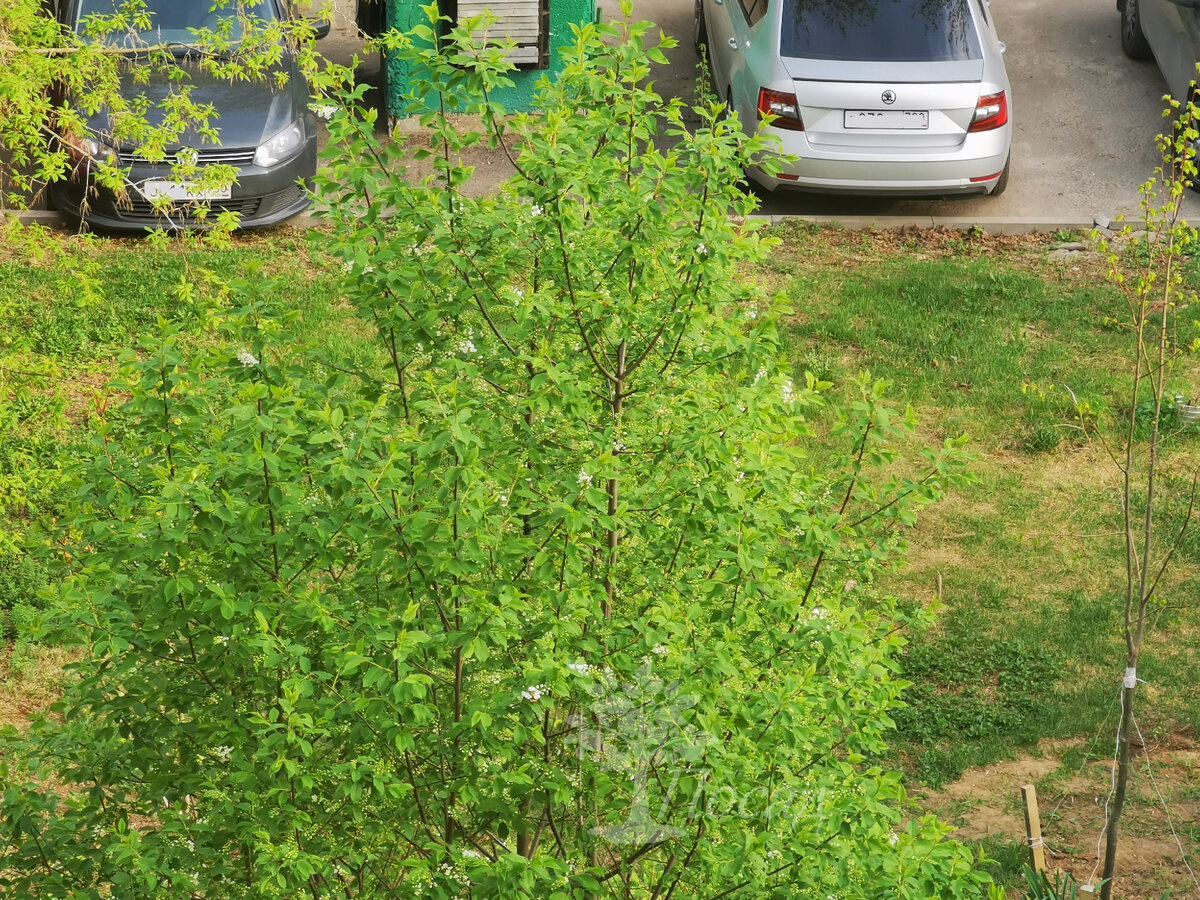 Черёмуха во дворе зацвела!