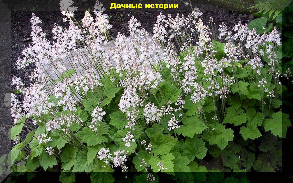https://vk.com/photo-159774511_457259941. Тиарка Тиарелла сердцелистная