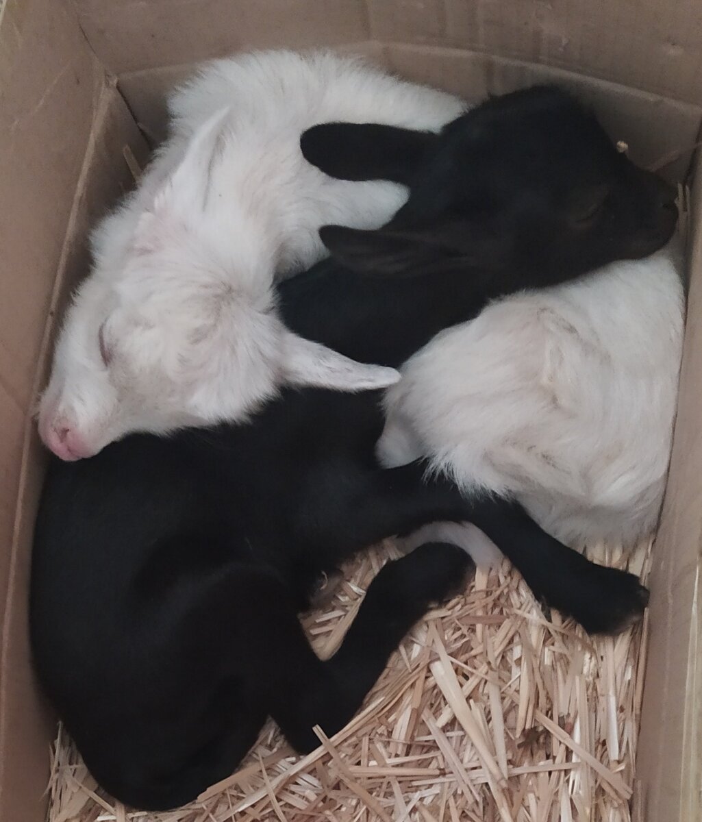 Марсик и Снежка