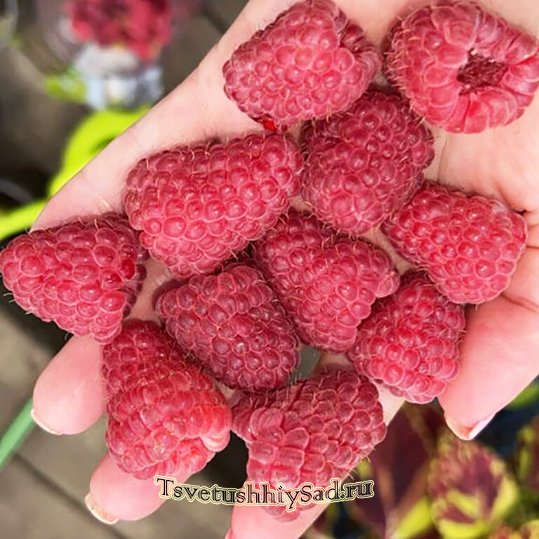 Малина Лячка