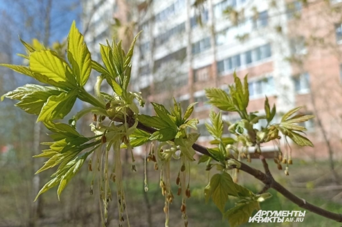    В Пермском крае на следующей неделе температура поднимется до +26 градусов