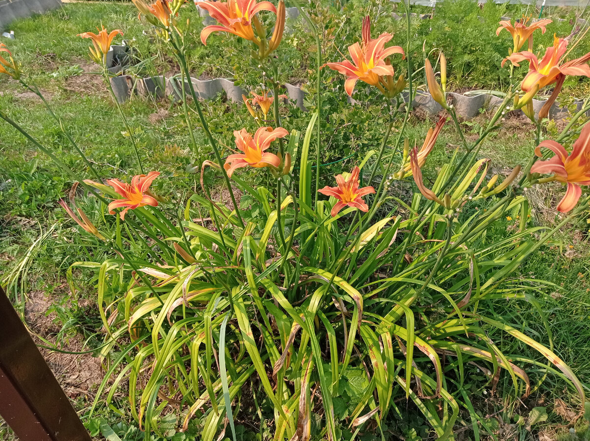 Обыкновенный оранжевый