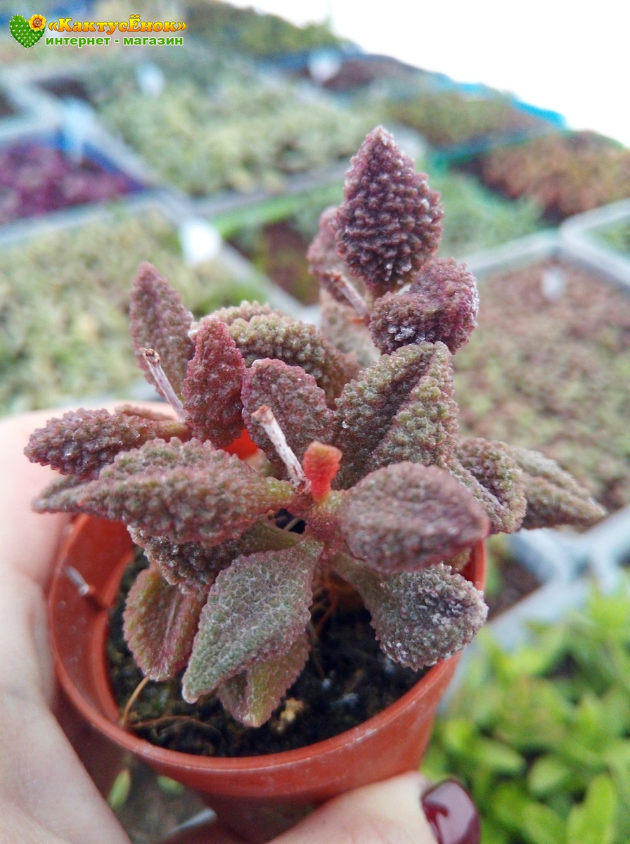 Купить Адромискус Мариане баклажановый (Adromischus Marianiae 'aubergine') можно на сайте Кактусёнок. РФ с доставкой по всей России, фото из питомника Кактусёнок.РФ