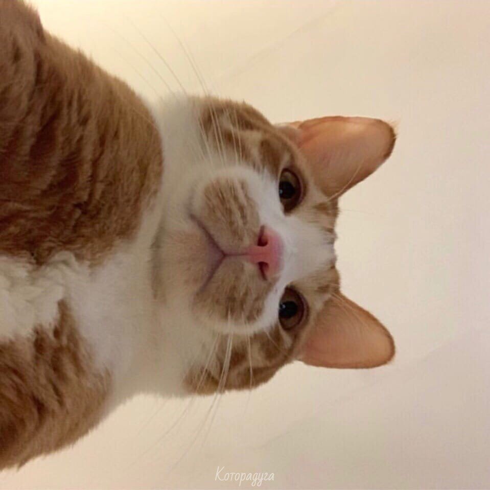 Источник: pinterest.com