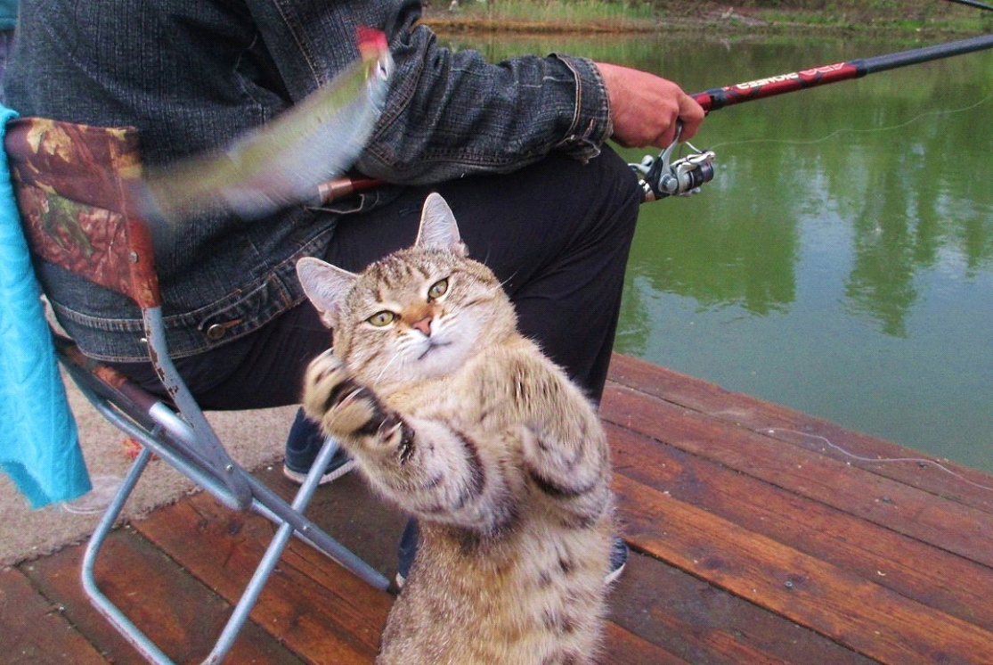 Ловлю роль. Кот на рыбалке. Кот Рыбак. Кот с удочкой. Кот ловит рыбу.