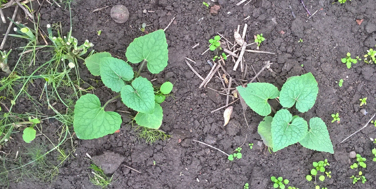 Лунария, 25.10.2022